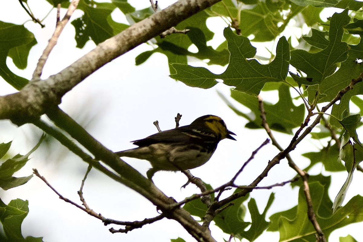 Золотощёкая древесница - ML635997019