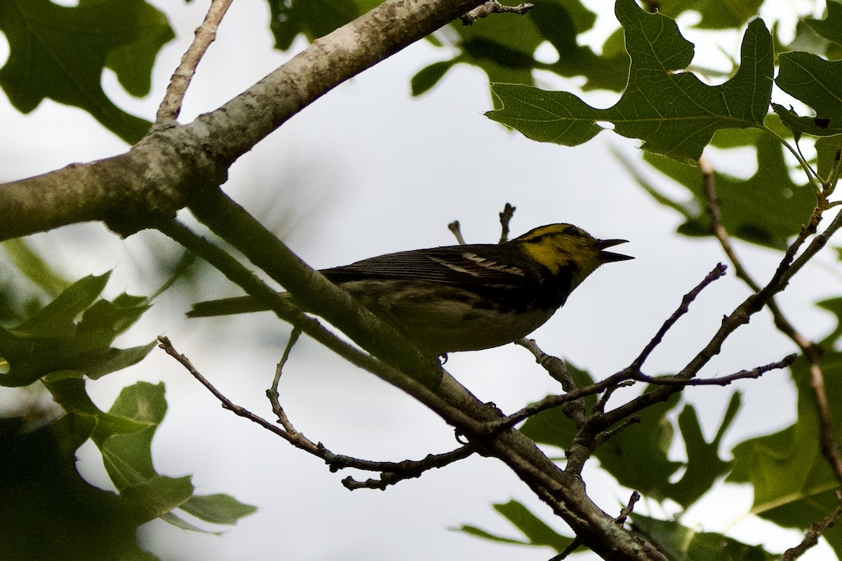 Золотощёкая древесница - ML635997020