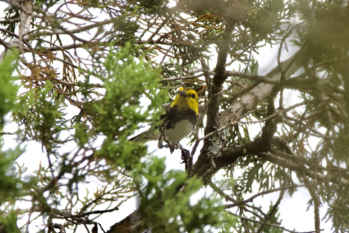 Золотощёкая древесница - ML635997021