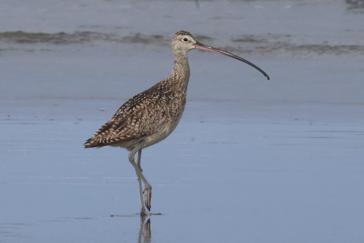 Long-billed Curlew - ML635997110