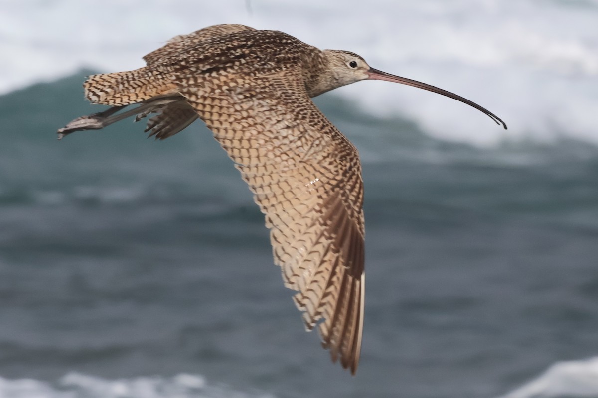 Long-billed Curlew - ML635997111