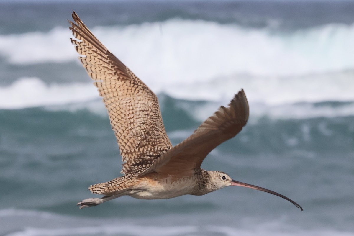 Long-billed Curlew - ML635997112