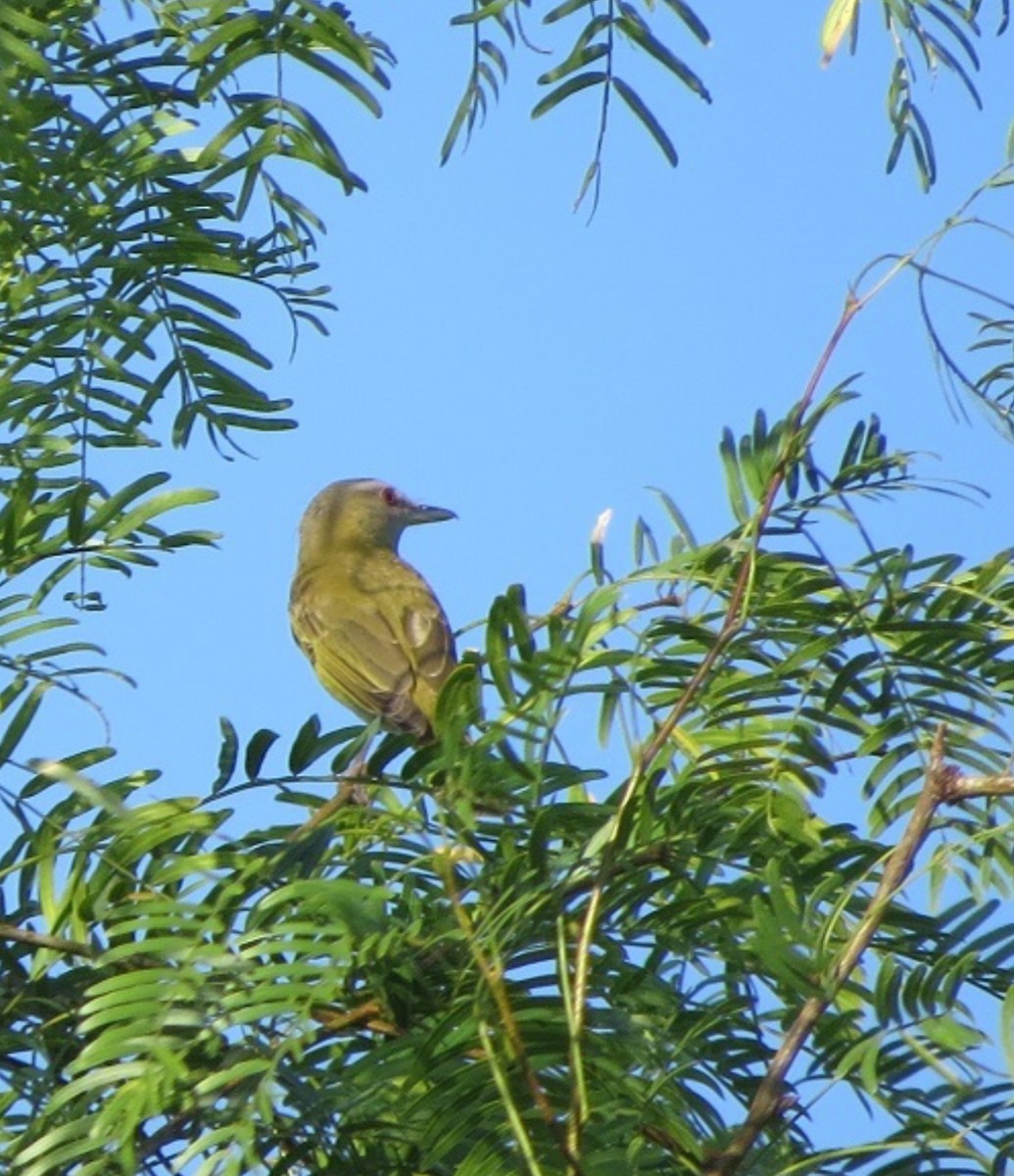 Yellow-green Vireo - ML635997124