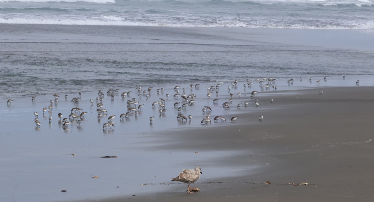 Sanderling - ML635997126