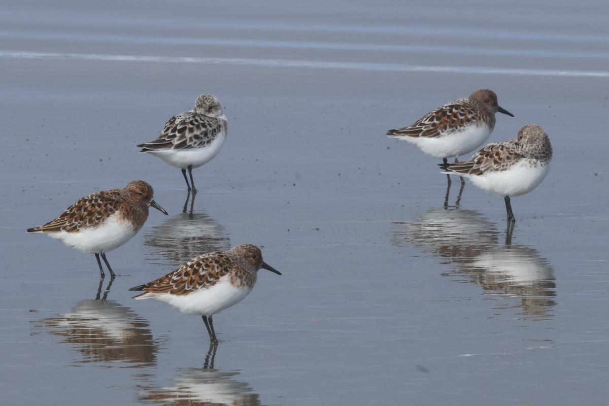 Sanderling - ML635997127