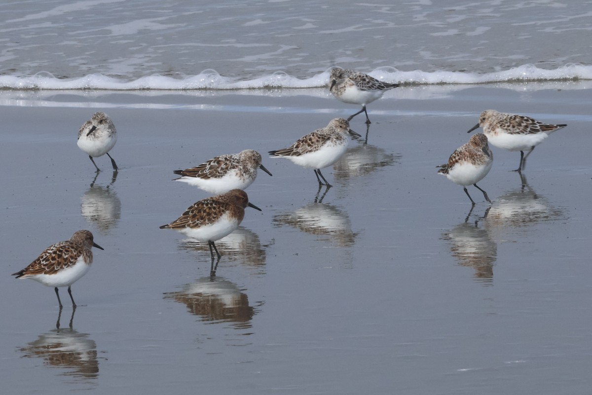 Sanderling - ML635997129