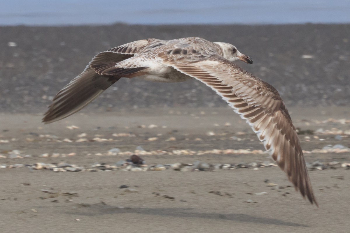 Western Gull - ML635997151