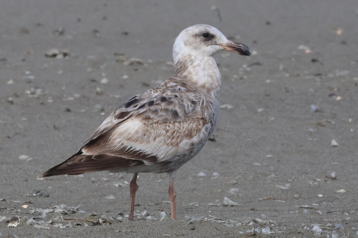 Western Gull - ML635997152
