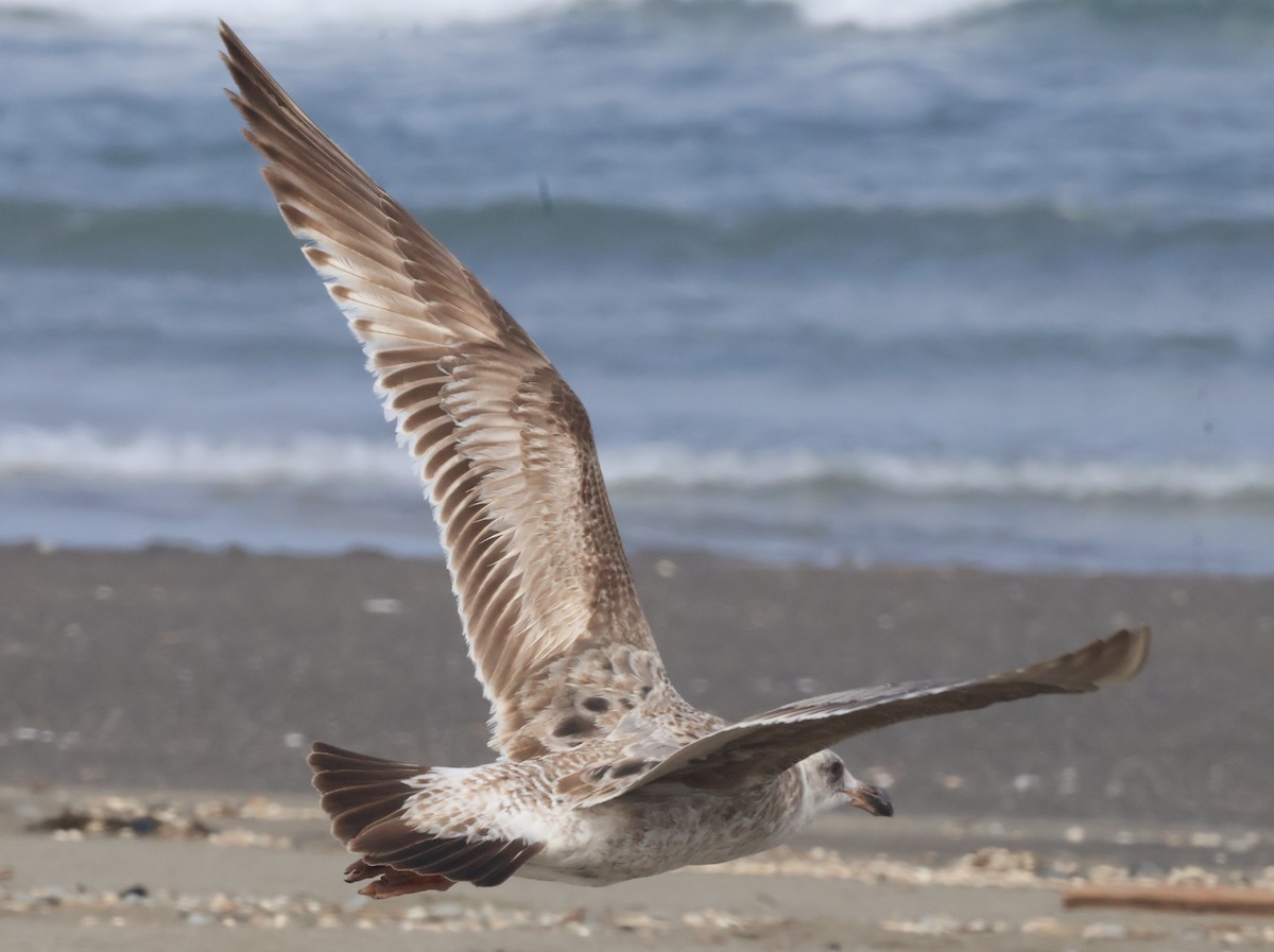Western Gull - ML635997153