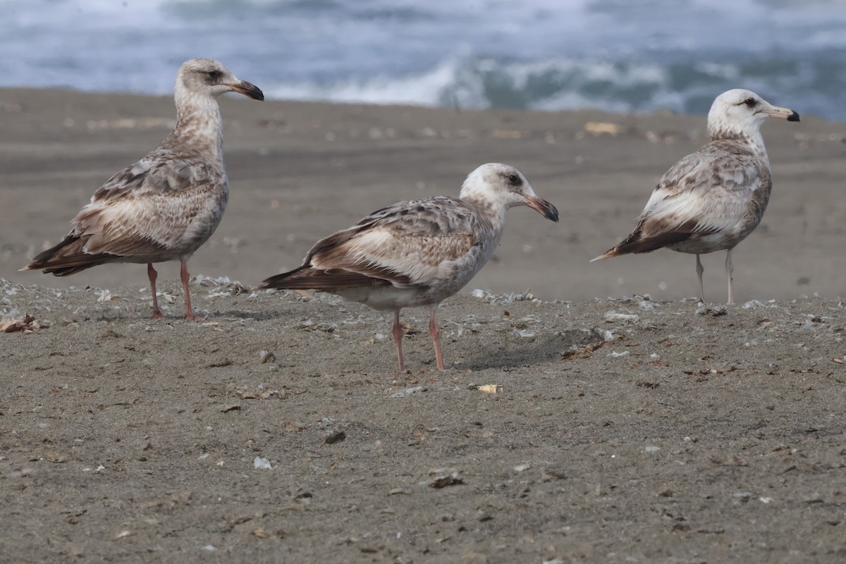 Western Gull - ML635997160