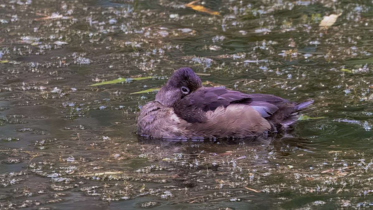 Ring-necked Duck - ML635997243