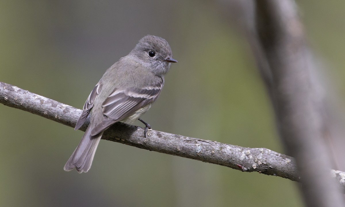 Hammond's Flycatcher - ML635997269