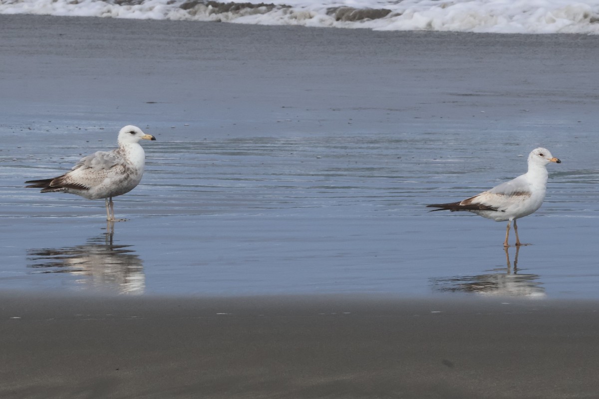 Ring-billed Gull - ML635997334