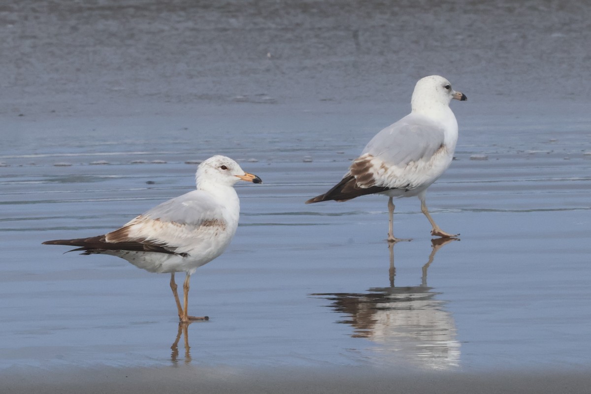 Ring-billed Gull - ML635997350