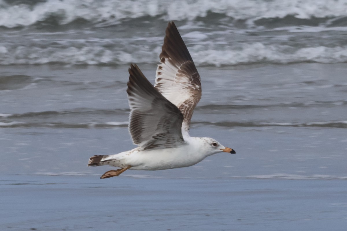 Ring-billed Gull - ML635997372