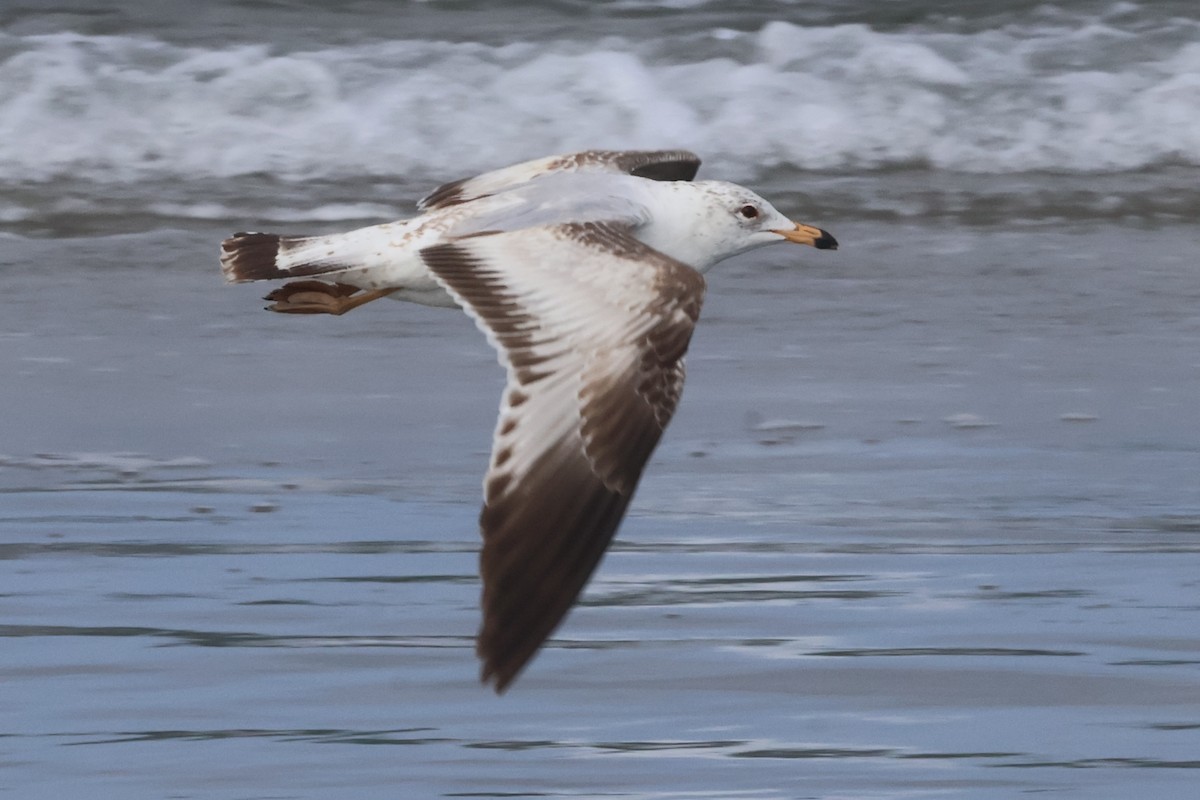 Ring-billed Gull - ML635997374