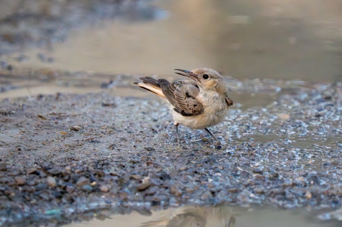 Hooded Wheatear - ML635997497