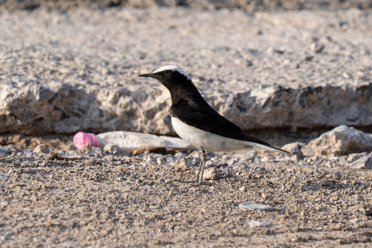 Hooded Wheatear - ML635997542