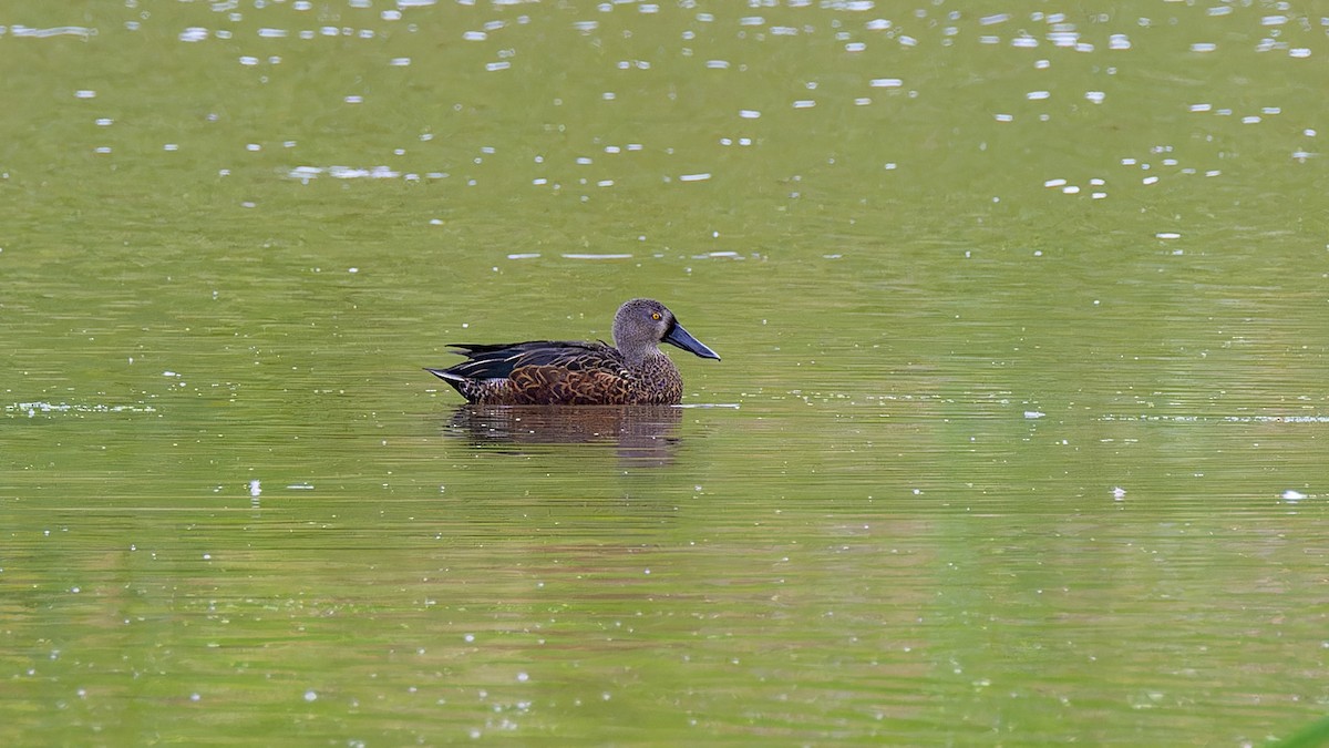 Australasian Shoveler - ML635997561