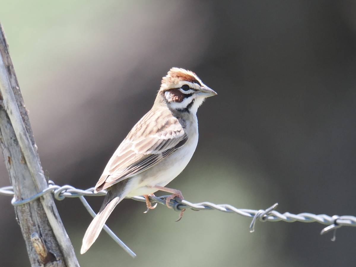 Lark Sparrow - ML635997636