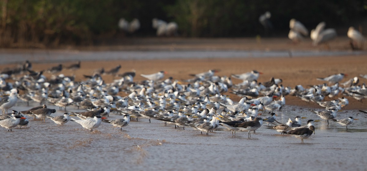 Great Crested Tern - ML635997637