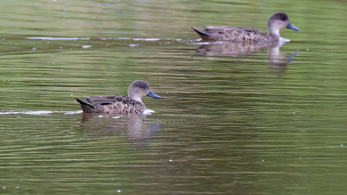 Gray Teal - ML635997658