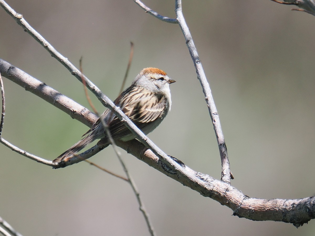 Chipping Sparrow - ML635997666