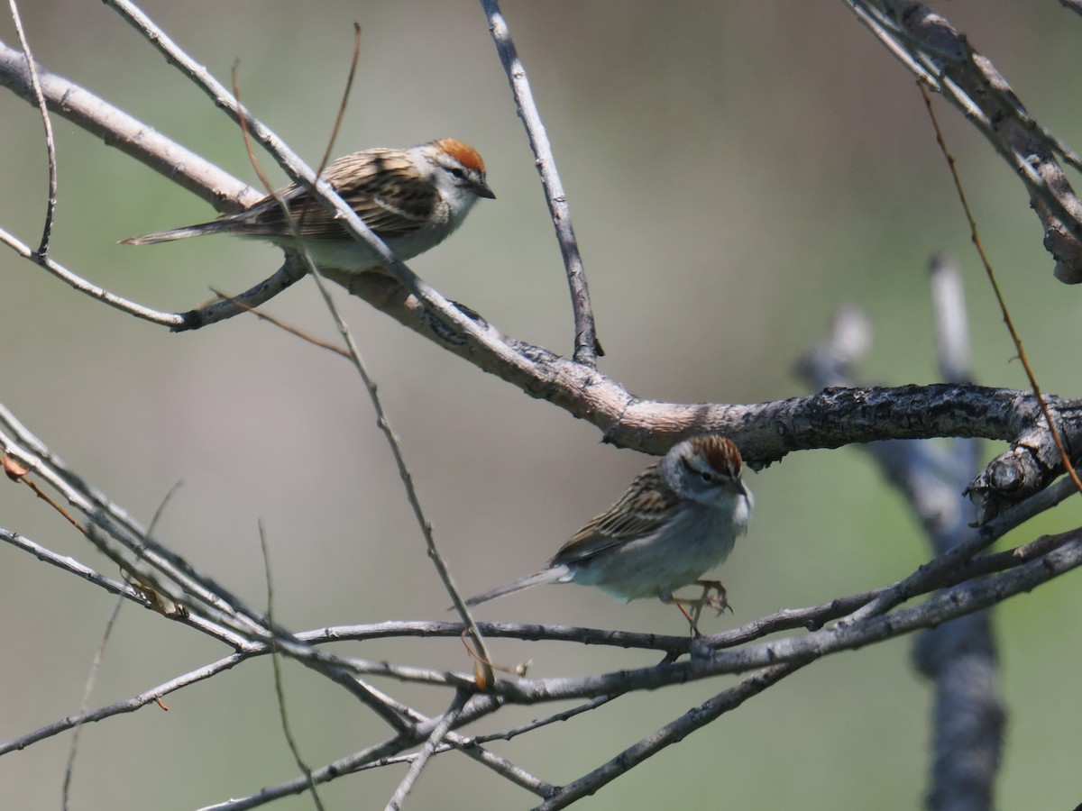 Chipping Sparrow - ML635997667