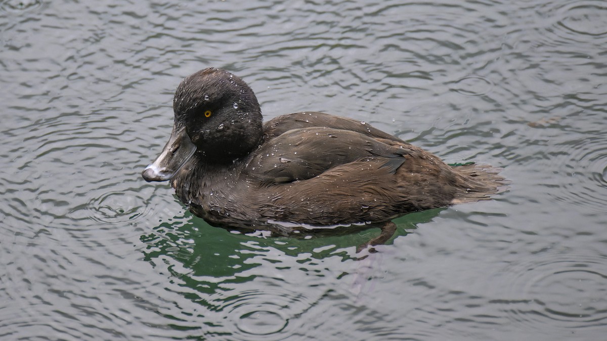 New Zealand Scaup - ML635997715
