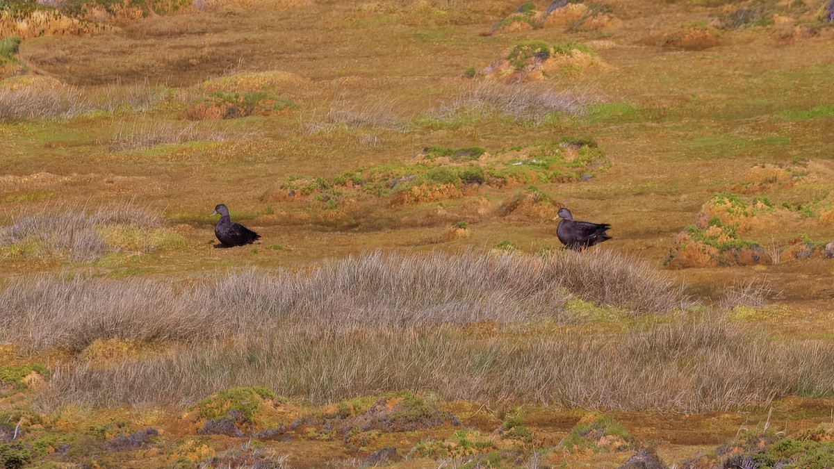 American Black Duck - ML635997735