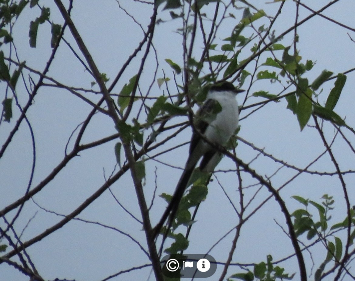 Fork-tailed Flycatcher - ML635997742