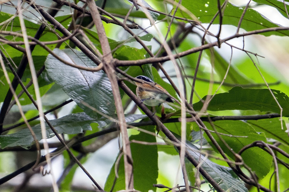 Pale Batis - ML635997876