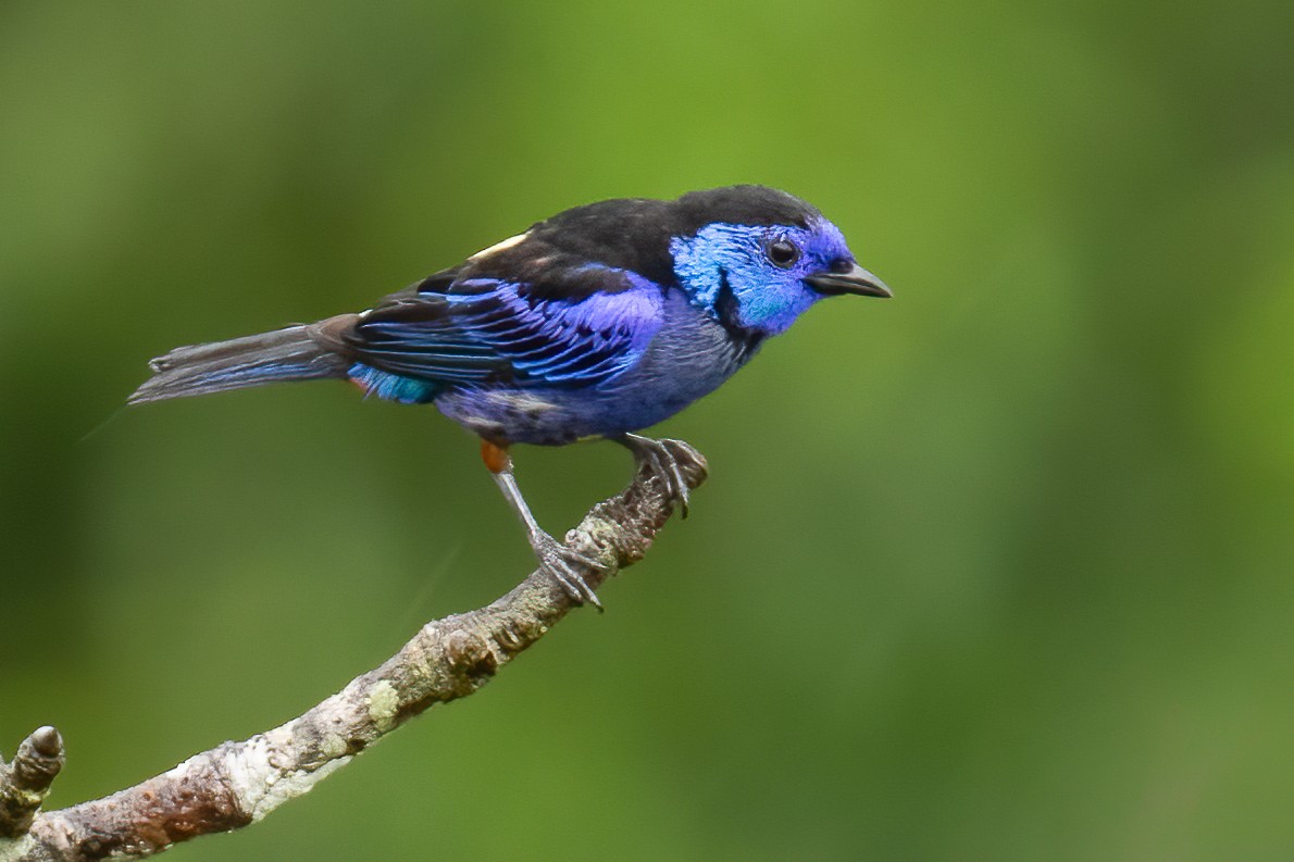 Opal-rumped Tanager - ML635998032