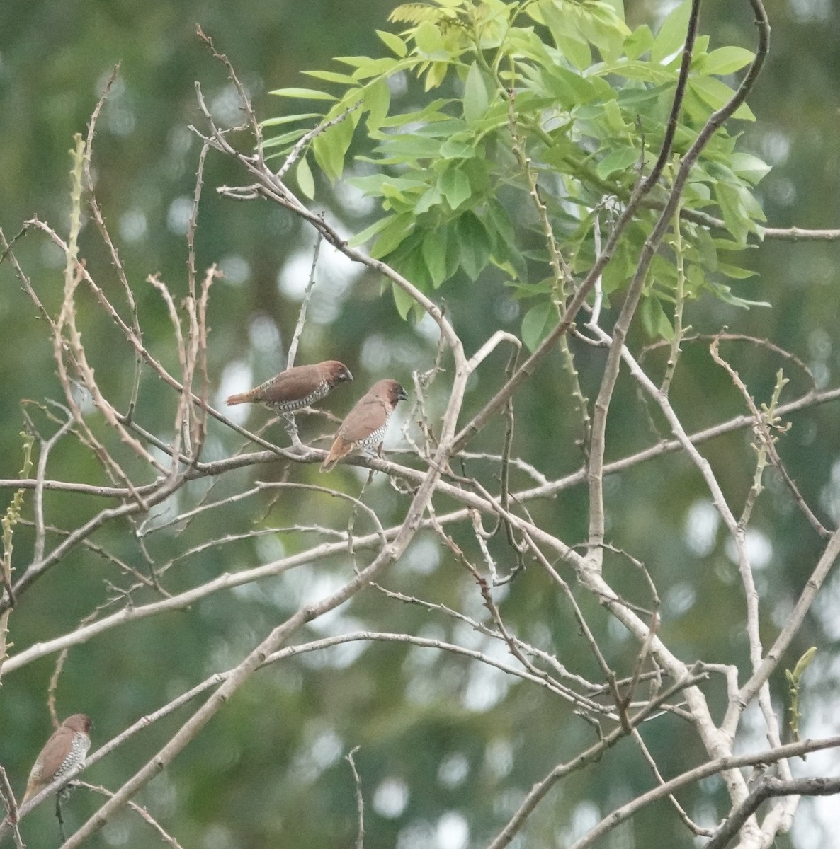 Scaly-breasted Munia - ML635998158