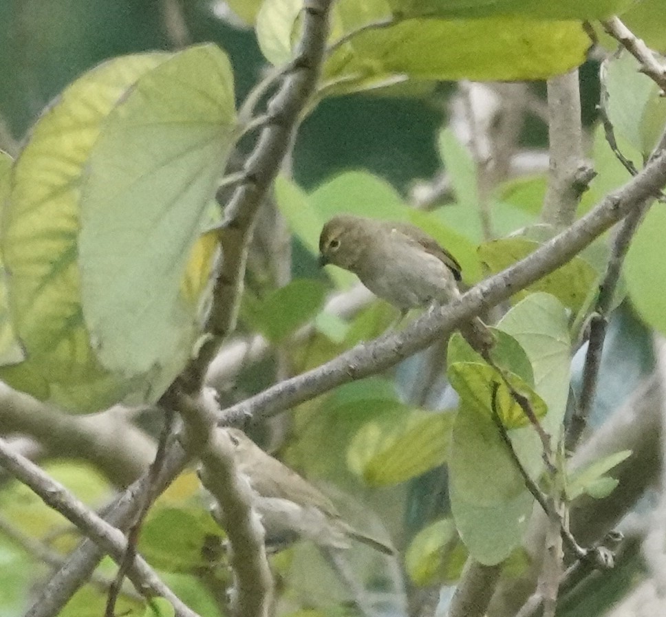 Yellow-faced Grassquit - ML635998186
