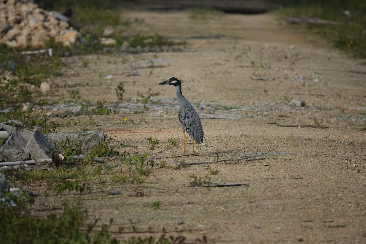 Yellow-crowned Night Heron - ML635998429