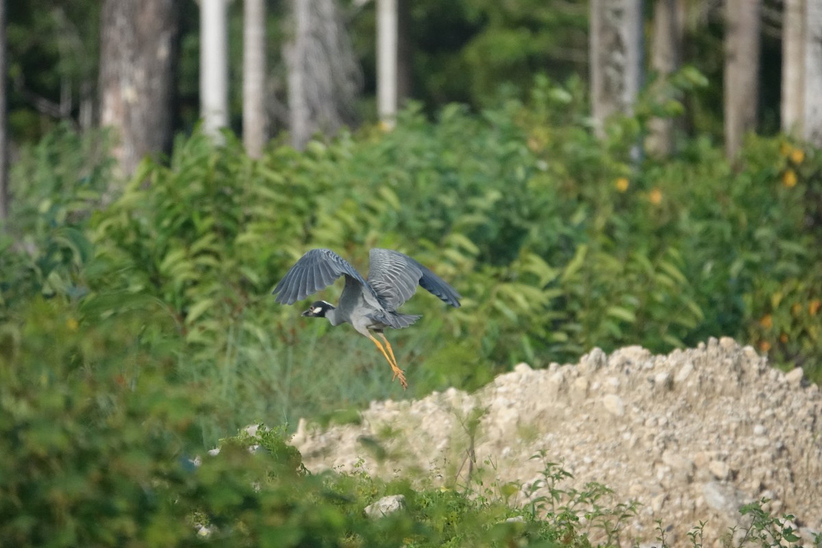 Yellow-crowned Night Heron - ML635998461