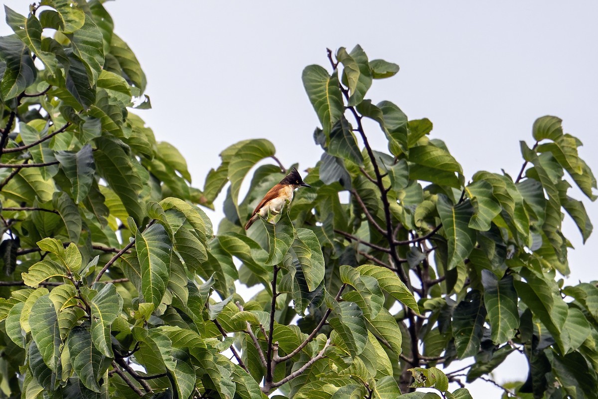 Black-and-white Shrike-flycatcher - ML635998465