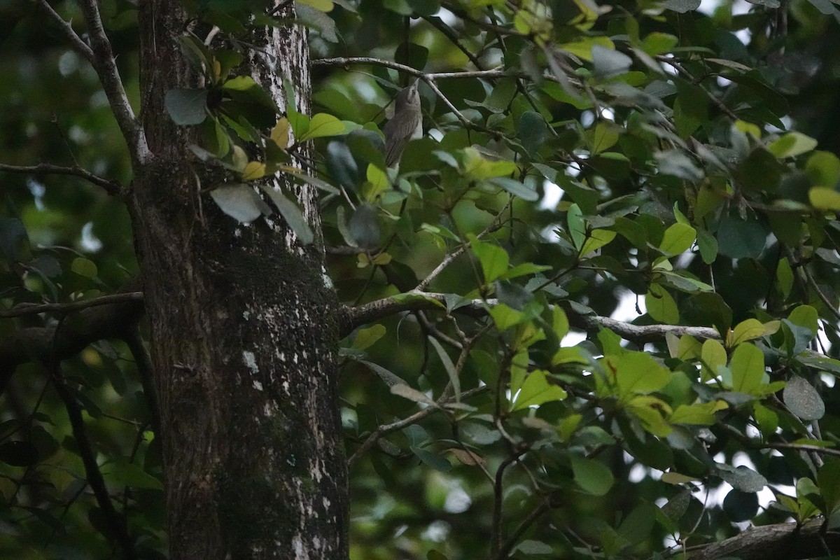 Black-whiskered Vireo - ML635998535