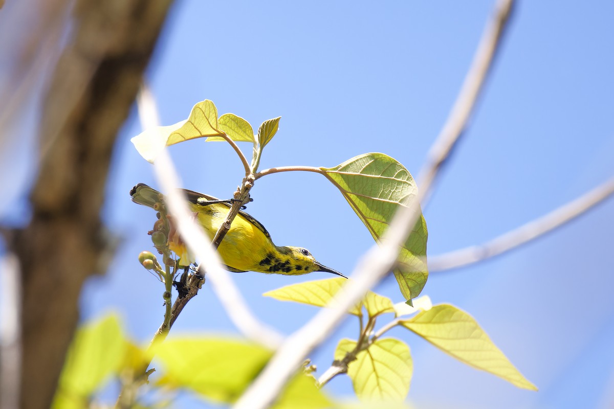 Garden Sunbird - ML635998557