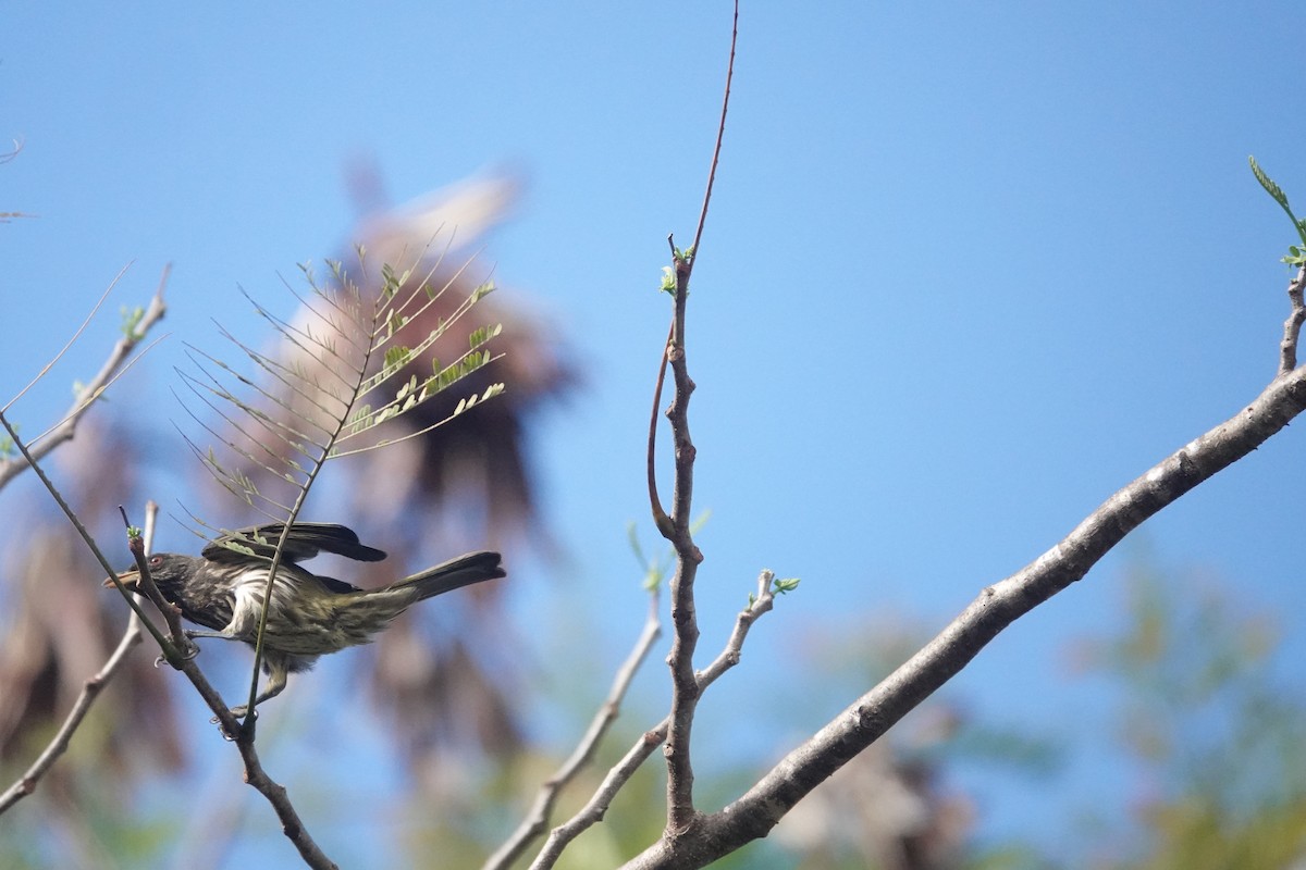 Palmchat - ML635998575