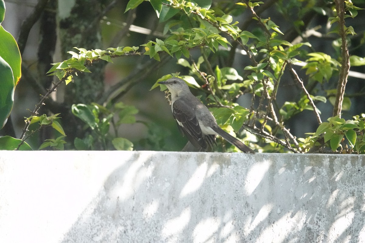 Northern Mockingbird - ML635998612