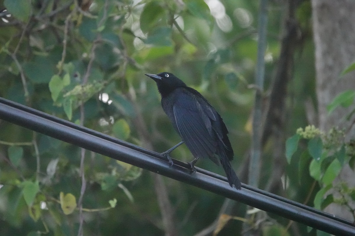 Greater Antillean Grackle - ML635998623