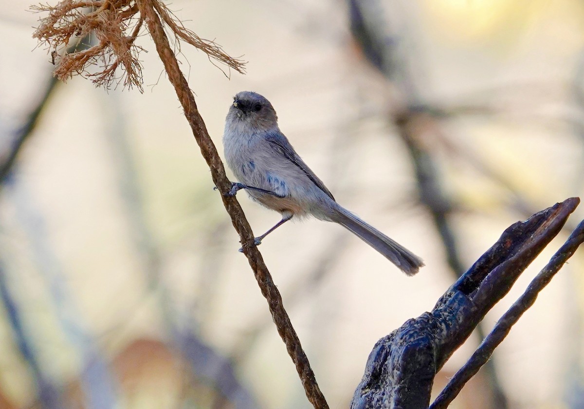 Bushtit - ML635998634