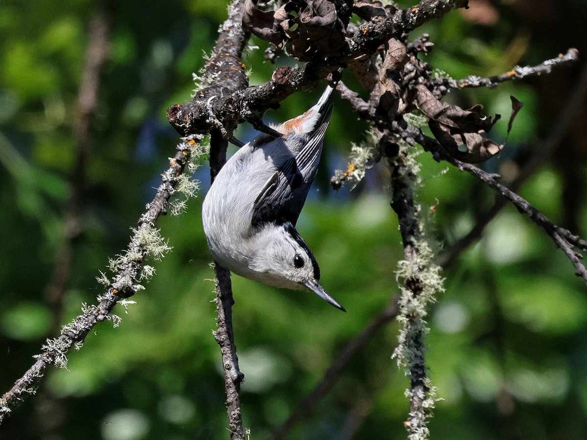 White-breasted Nuthatch (Pacific) - ML635998635