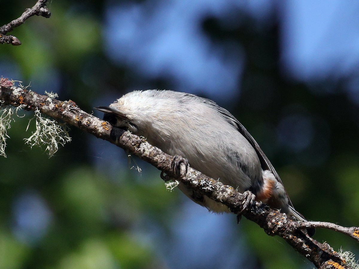 White-breasted Nuthatch (Pacific) - ML635998636
