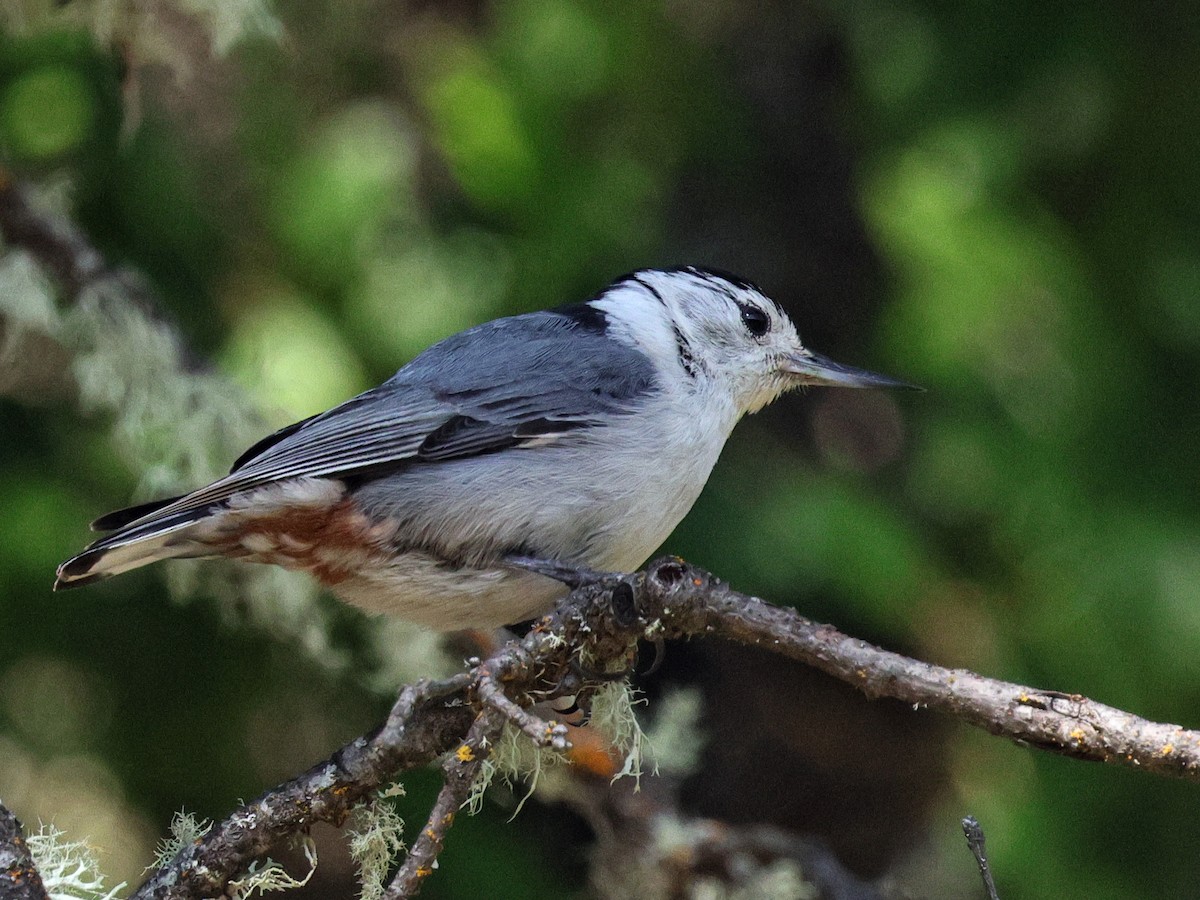 White-breasted Nuthatch (Pacific) - ML635998637