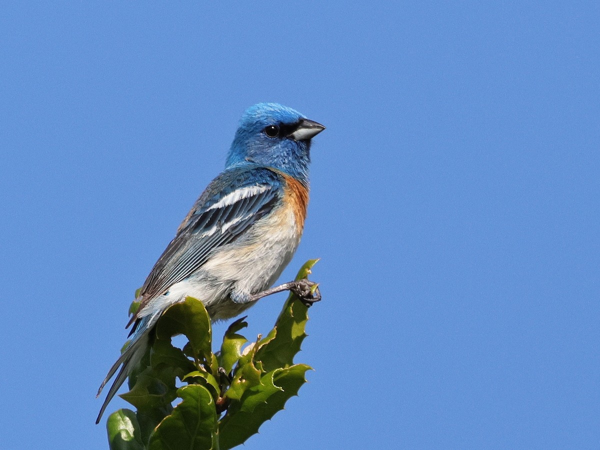 Lazuli Bunting - ML635998657