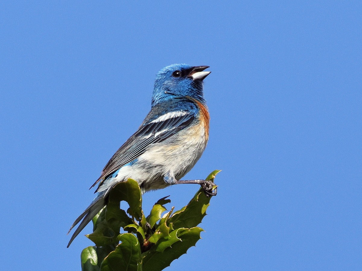 Lazuli Bunting - ML635998659