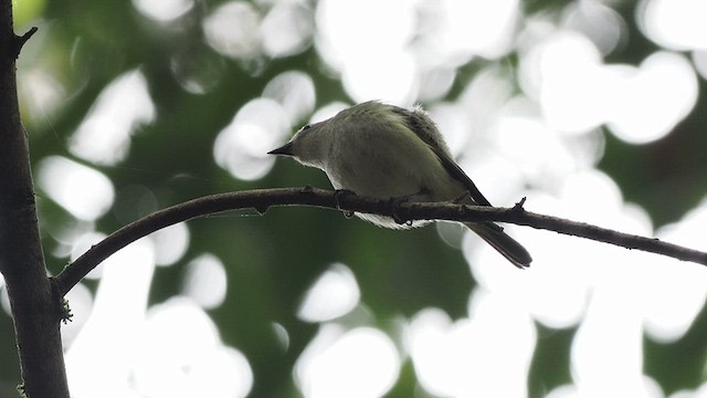 Vireo de Cassin - ML635998681